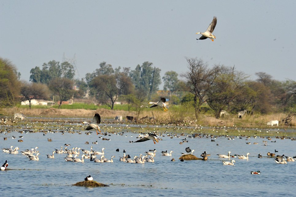 Sultanpur Bird Sanctuary Itinerary